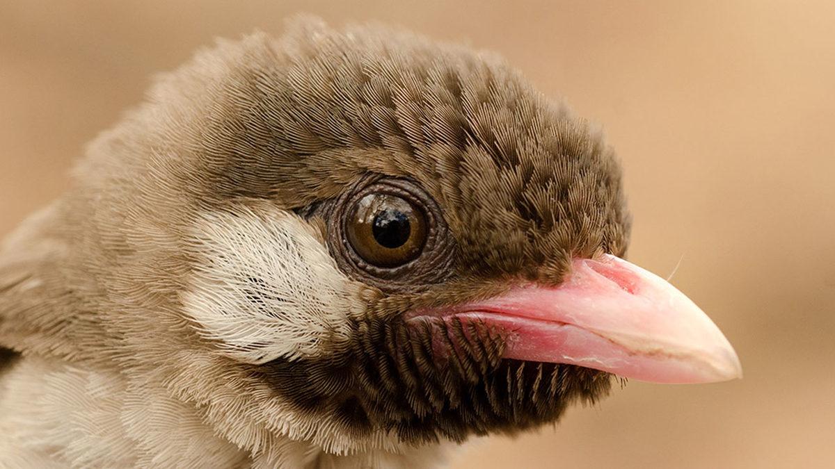 İnsanlarla Resmen İş Birliği Yaparak Avlanan Üstün Zekâlı Bal Kuşu (Onun Payını Vermeyenin Vay Hâline!)