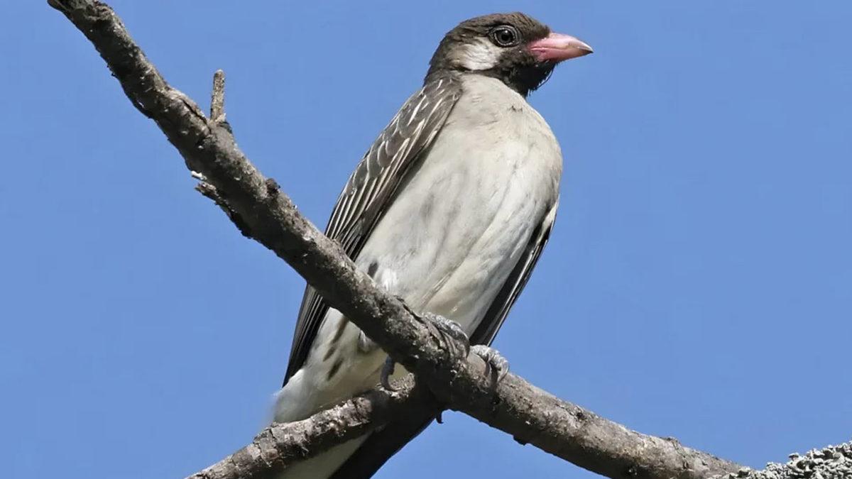 İnsanlarla Resmen İş Birliği Yaparak Avlanan Üstün Zekâlı Bal Kuşu (Onun Payını Vermeyenin Vay Hâline!)