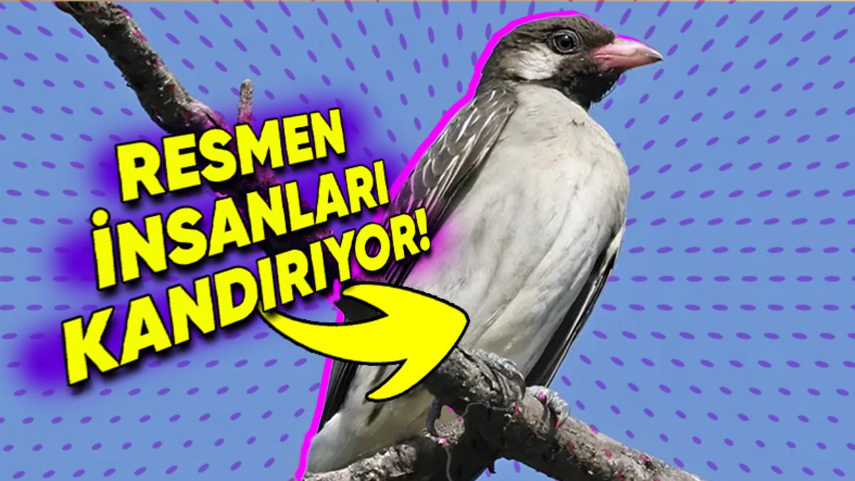 İnsanlarla Resmen İş Birliği Yaparak Avlanan Üstün Zekâlı Bal Kuşu (Onun Payını Vermeyenin Vay Hâline!)
