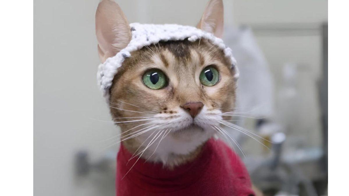Bilim İnsanları Kedilere Neden Tığ İşi Şapkalar Örüyor?