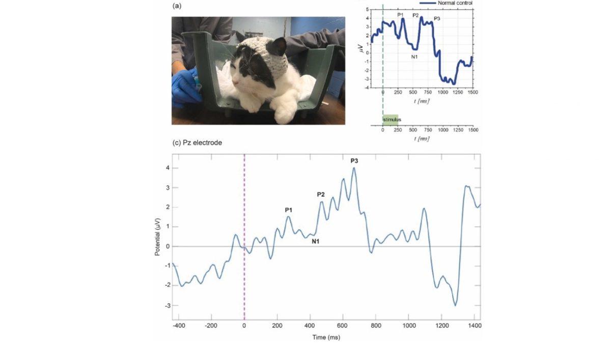 Bilim İnsanları Kedilere Neden Tığ İşi Şapkalar Örüyor?