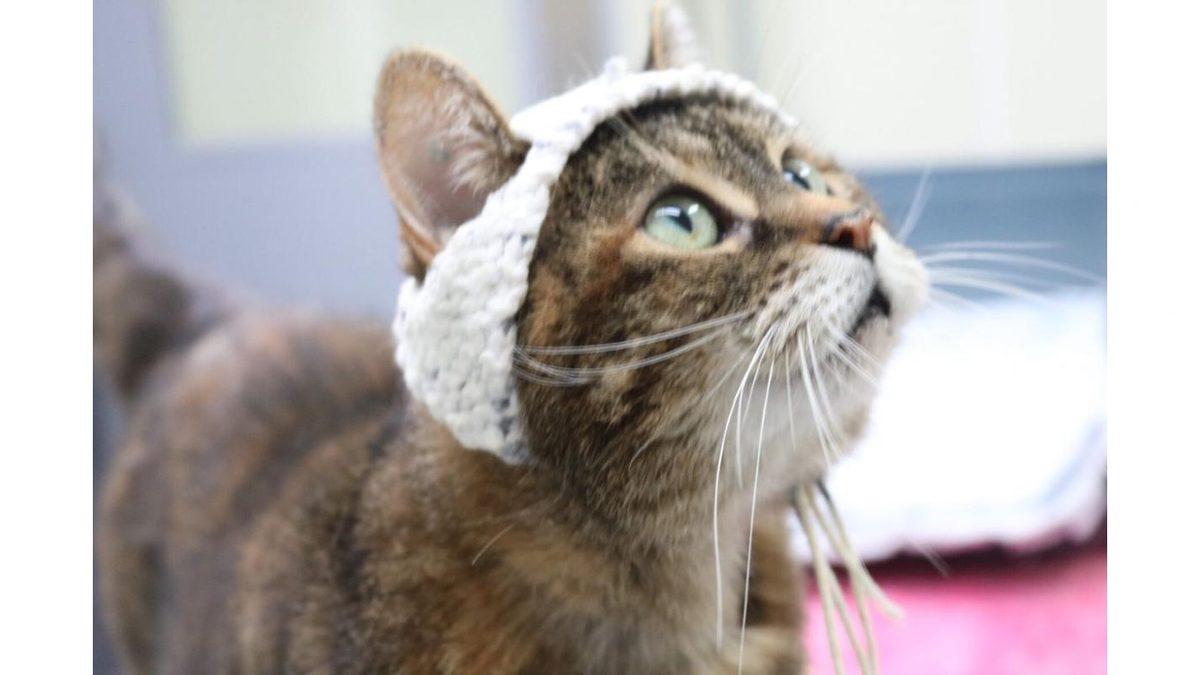 Bilim İnsanları Kedilere Neden Tığ İşi Şapkalar Örüyor?
