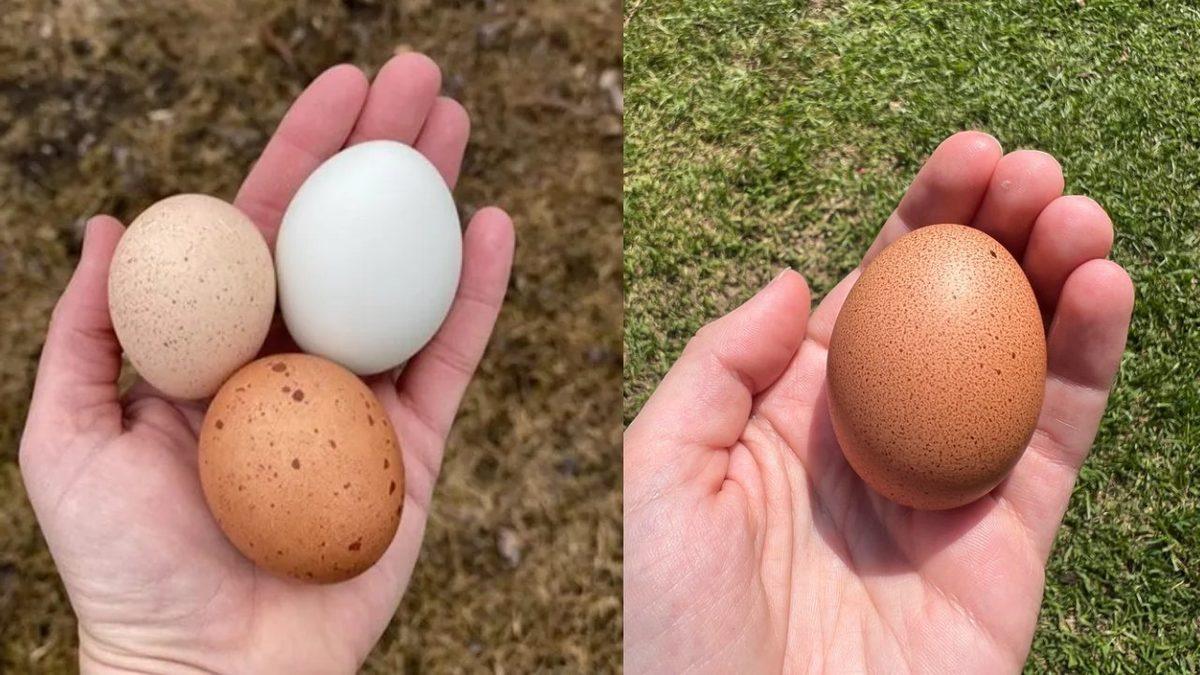 Yumurta Kabuklarındaki Koyu Lekelerin ve Noktacık Şeklindeki Şişliklerin Beklenmedik Nedeni: Peki Tüketmek Güvenli mi?