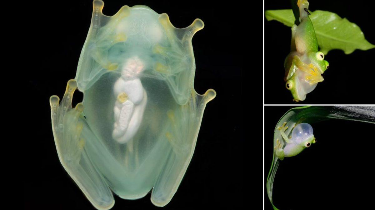 Cam Kurbağaların Kendilerini Âdeta Görünmez Yapmalarını Sağlayan O Eşsiz Yetenek (Öylesine Saydamlar ki İç Organları Gözüküyor!)