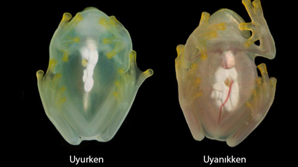 Cam Kurbağaların Kendilerini Âdeta Görünmez Yapmalarını Sağlayan O Eşsiz Yetenek (Öylesine Saydamlar ki İç Organları Gözüküyor!)