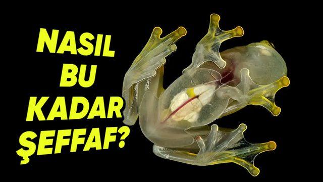Cam Kurbağaların Kendilerini Âdeta Görünmez Yapmalarını Sağlayan O Eşsiz Yetenek (Öylesine Saydamlar ki İç Organları Gözüküyor!)