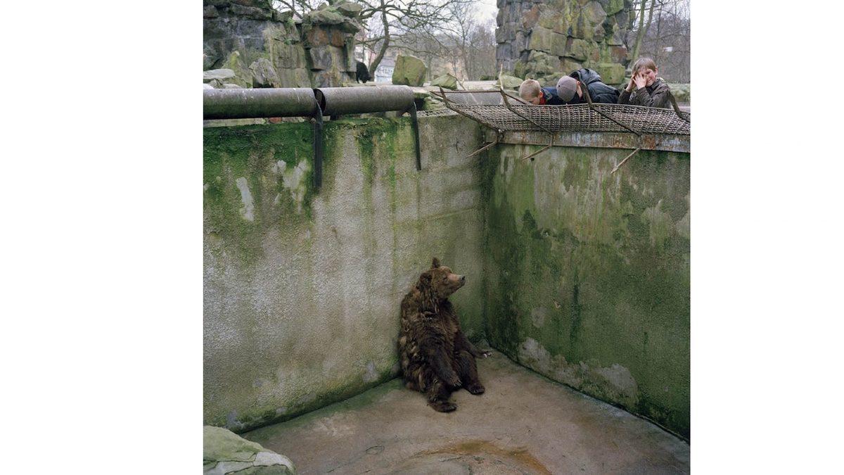 Bipolarlık, Depresyon, Şizofreni ve Dahası... Hayvanlar da İnsanlar Gibi Mental Problemler Yaşayabilir mi?