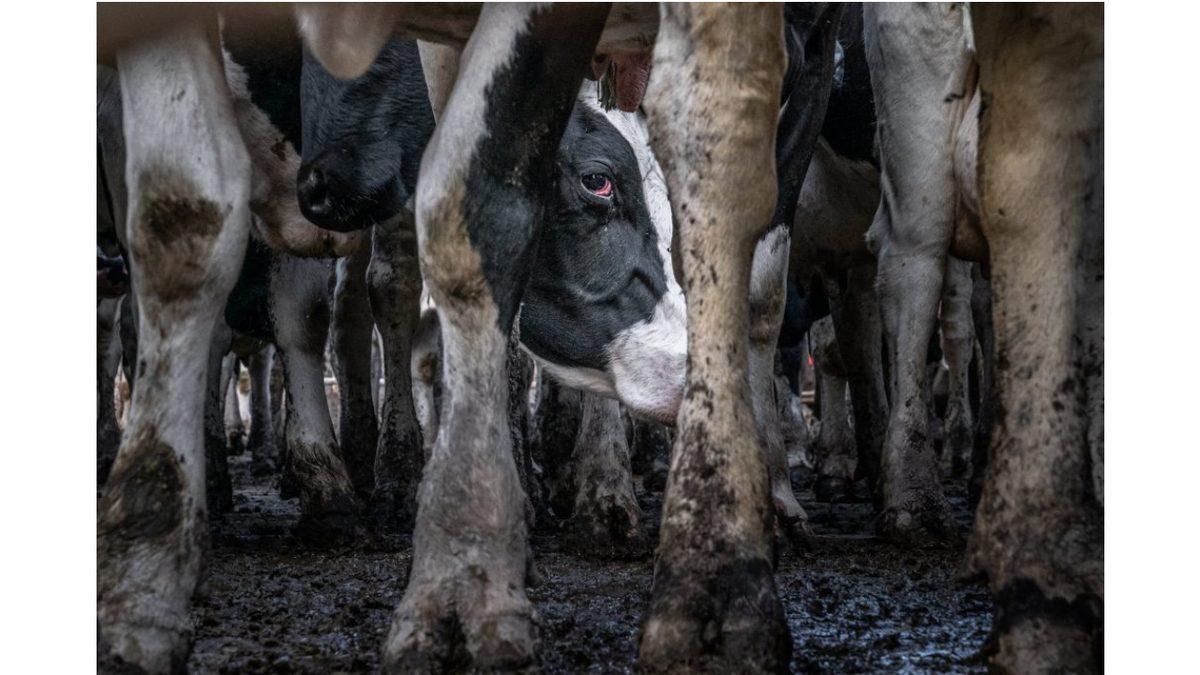 Bipolarlık, Depresyon, Şizofreni ve Dahası... Hayvanlar da İnsanlar Gibi Mental Problemler Yaşayabilir mi?