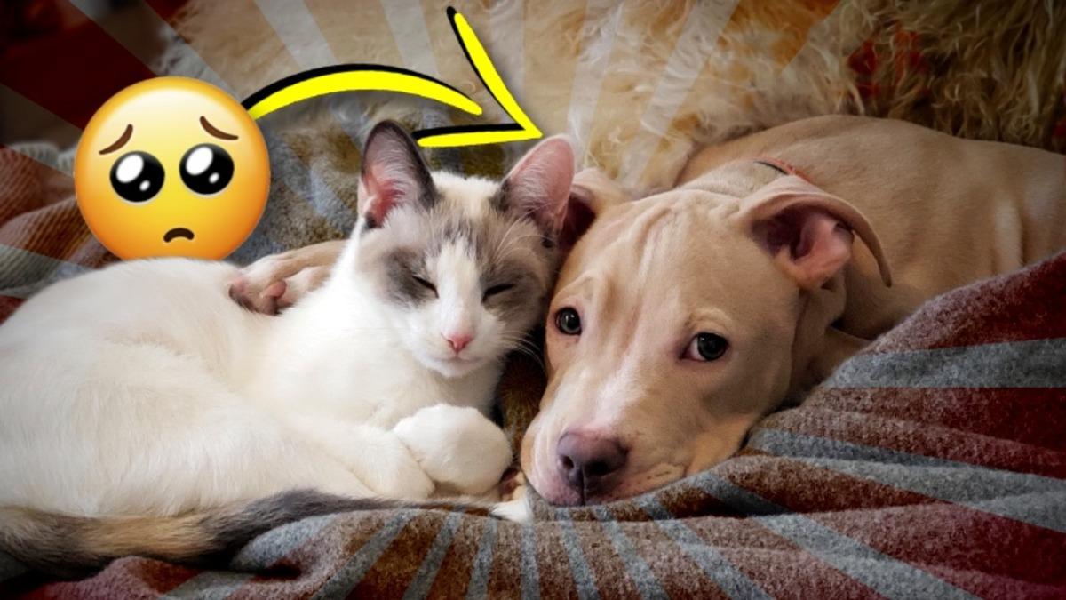 Bipolarlık, Depresyon, Şizofreni ve Dahası... Hayvanlar da İnsanlar Gibi Mental Problemler Yaşayabilir mi?