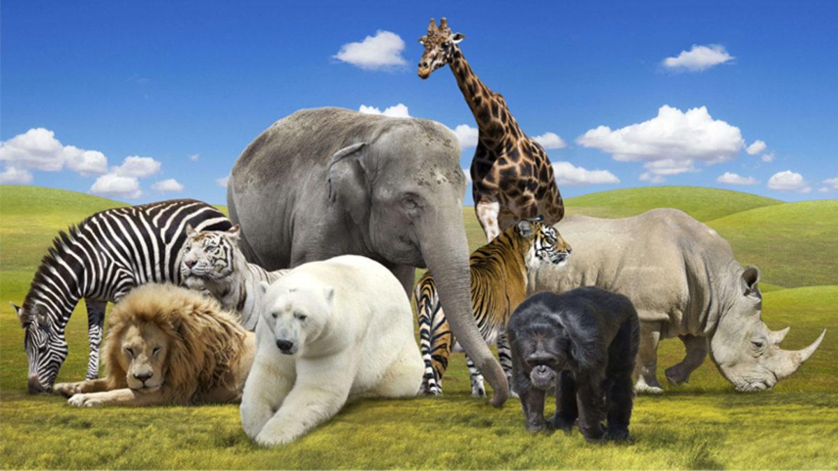 Köpeğiniz Havlarken, Kuşunuz Öterken Yaşadığı Bölgeye Göre Aksan Geliştirmiş Olabilir mi? İşte Şaşırtıcı Örnekler ve Bilimsel Açıklamalar