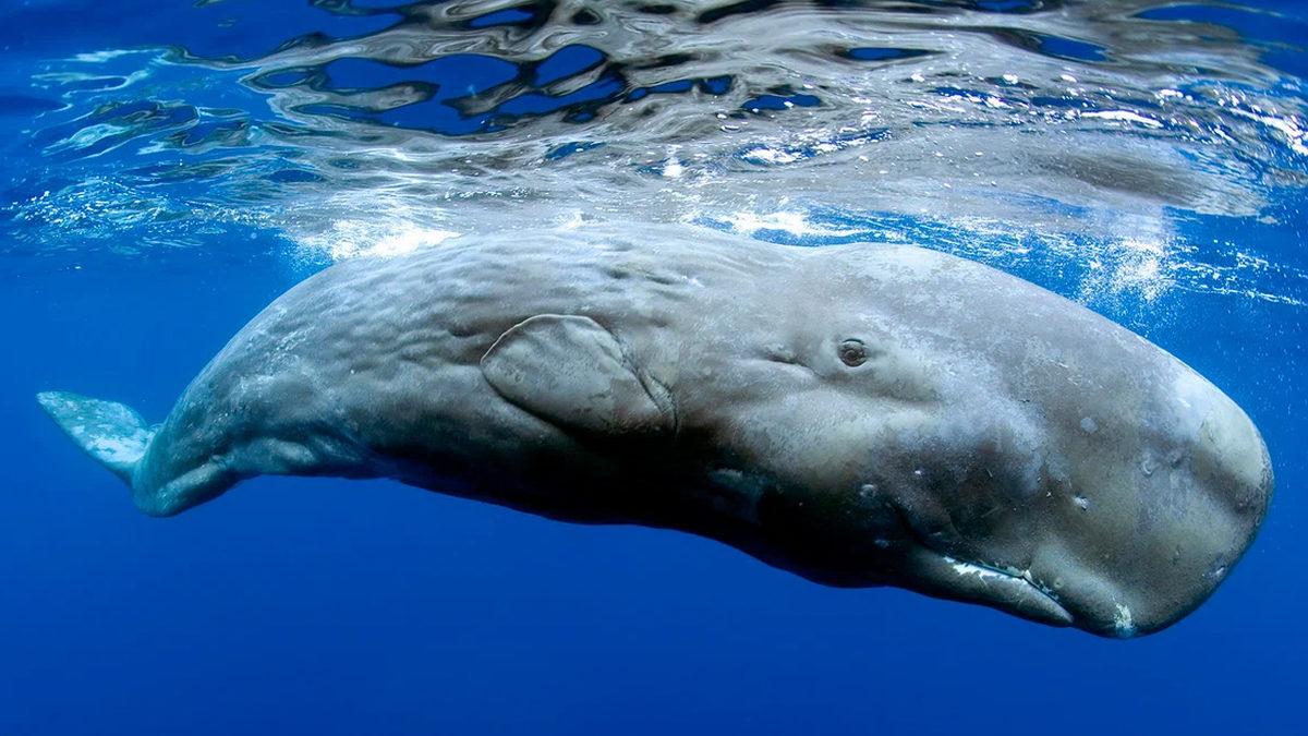 Köpeğiniz Havlarken, Kuşunuz Öterken Yaşadığı Bölgeye Göre Aksan Geliştirmiş Olabilir mi? İşte Şaşırtıcı Örnekler ve Bilimsel Açıklamalar
