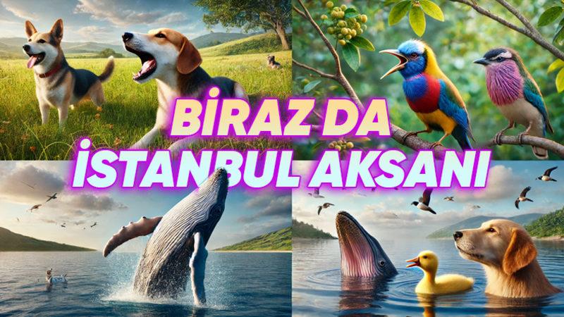 Köpeğiniz Havlarken, Kuşunuz Öterken Yaşadığı Bölgeye Göre Aksan Geliştirmiş Olabilir mi? İşte Şaşırtıcı Örnekler ve Bilimsel Açıklamalar