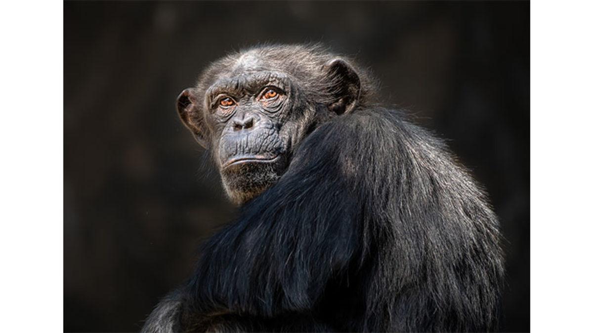 Diğer Hayvanlara Kıyasla Şempanzelerin Yüzlerinin Bu Kadar Kırışık Olmasının Haklı Bulacağınız Sebepleri