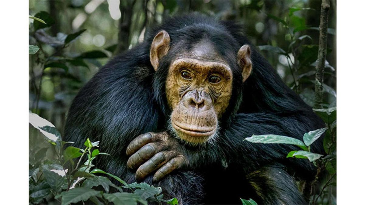 Diğer Hayvanlara Kıyasla Şempanzelerin Yüzlerinin Bu Kadar Kırışık Olmasının Haklı Bulacağınız Sebepleri