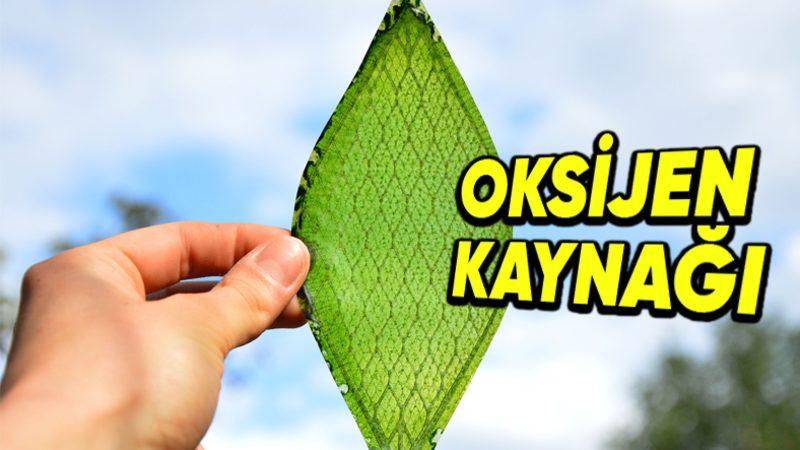 Bir Bilim İnsanının İpekten Geliştirdiği Yaprak, Oksijen Üretimini Taklit Edebiliyor: Peki Hangi Amaçlarla ve Nerede Kullanılabilir?