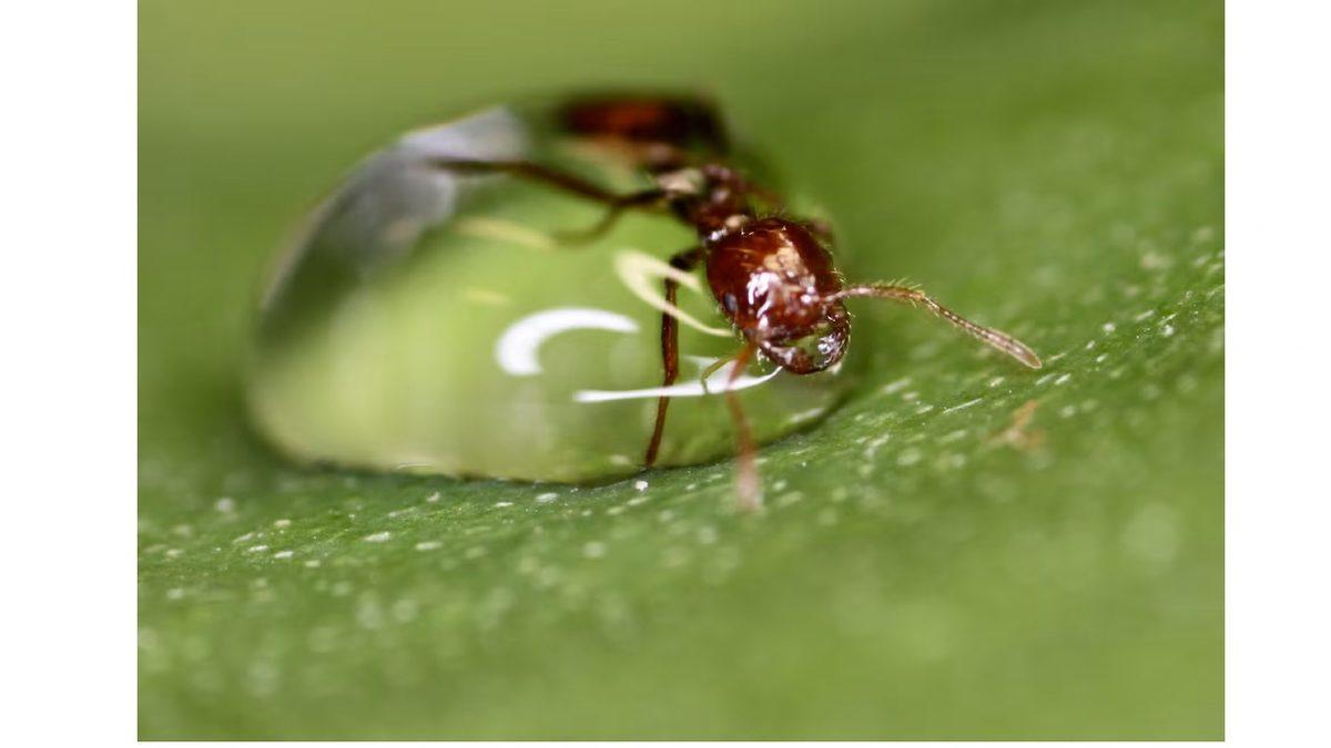 Karıncalar Neden Boğulamaz? İki Hafta Boyunca Suda Yaşayabilen Türleri Var!