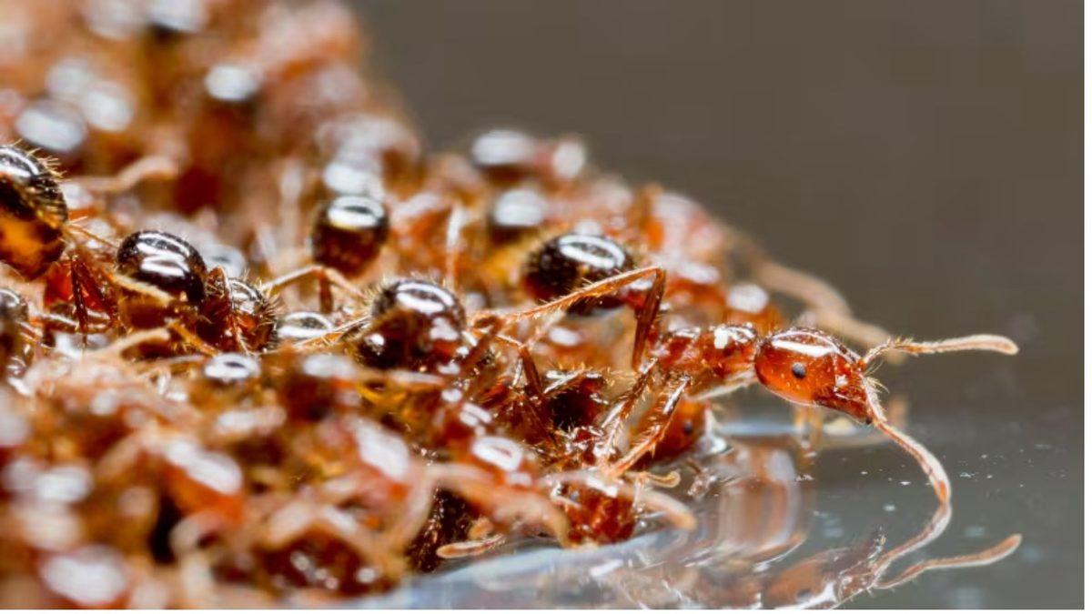 Karıncalar Neden Boğulamaz? İki Hafta Boyunca Suda Yaşayabilen Türleri Var!