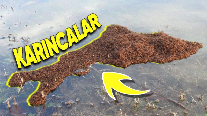 Karıncalar Neden Boğulamaz? İki Hafta Boyunca Suda Yaşayabilen Türleri Var!