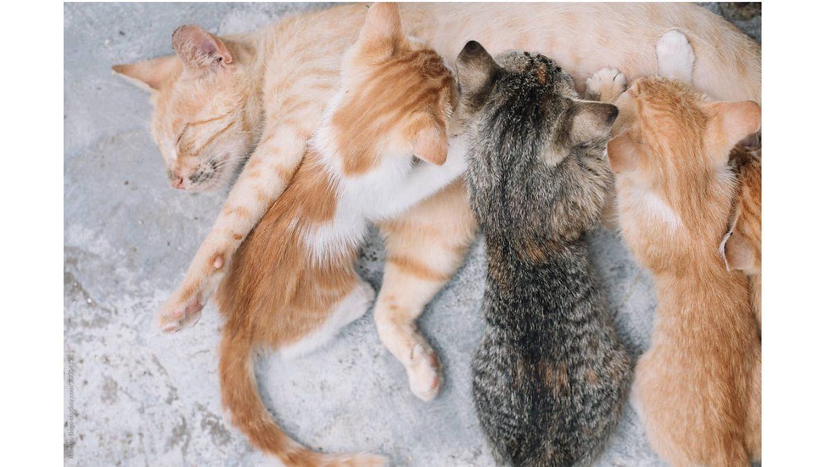 Sebebi Kalbinizi Eritecek: Kediler Neden Hamur Yoğurur Gibi Hareketler Yapar?