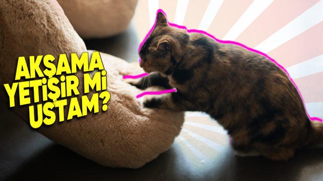 Sebebi Kalbinizi Eritecek: Kediler Neden Hamur Yoğurur Gibi Hareketler Yapar?