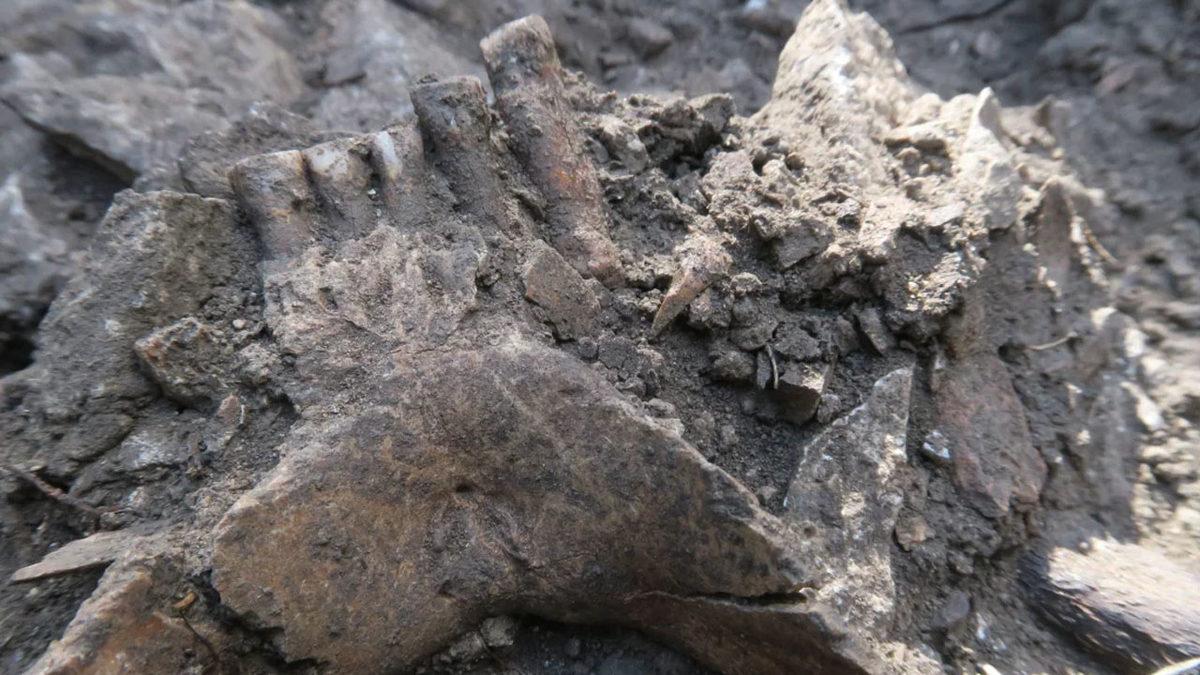 Fransa’daki Bir Mağara Neandertallerin Nasıl Yok Olduğuna Işık Tutuyor Olabilir (Peki Ama Nasıl?)