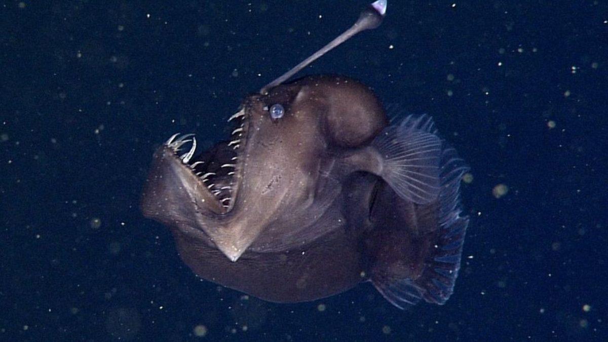 Mariana Çukuru’nda Eşsiz Adaptasyonlar Geliştiren, Tuhaf ve Bir O Kadar Ürkütücü 10 Canlı (Gördükleriniz Rüyalarınıza Girebilir!)