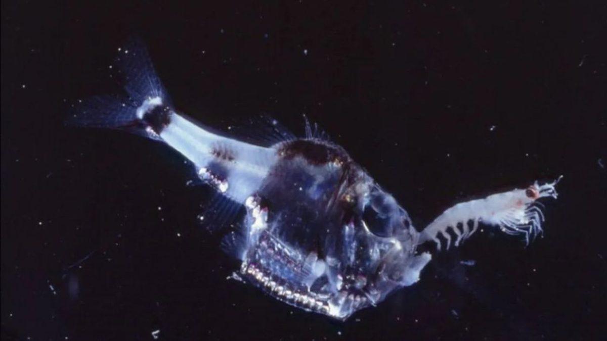 Mariana Çukuru’nda Eşsiz Adaptasyonlar Geliştiren, Tuhaf ve Bir O Kadar Ürkütücü 10 Canlı (Gördükleriniz Rüyalarınıza Girebilir!)