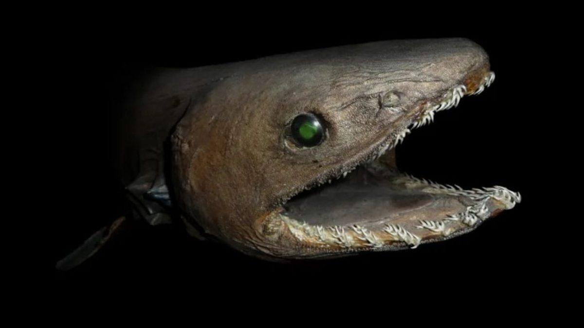 Mariana Çukuru’nda Eşsiz Adaptasyonlar Geliştiren, Tuhaf ve Bir O Kadar Ürkütücü 10 Canlı (Gördükleriniz Rüyalarınıza Girebilir!)