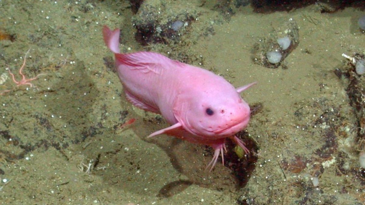 Mariana Çukuru’nda Eşsiz Adaptasyonlar Geliştiren, Tuhaf ve Bir O Kadar Ürkütücü 10 Canlı (Gördükleriniz Rüyalarınıza Girebilir!)