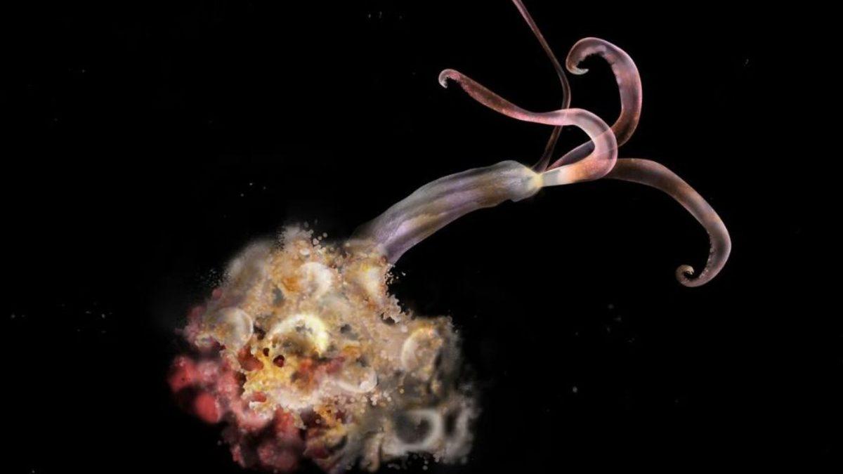 Mariana Çukuru’nda Eşsiz Adaptasyonlar Geliştiren, Tuhaf ve Bir O Kadar Ürkütücü 10 Canlı (Gördükleriniz Rüyalarınıza Girebilir!)