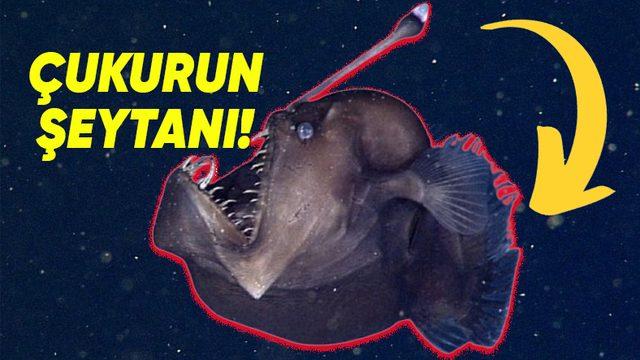 Mariana Çukuru’nda Eşsiz Adaptasyonlar Geliştiren, Tuhaf ve Bir O Kadar Ürkütücü 10 Canlı (Gördükleriniz Rüyalarınıza Girebilir!)