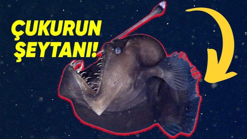 Mariana Çukuru’nda Eşsiz Adaptasyonlar Geliştiren, Tuhaf ve Bir O Kadar Ürkütücü 10 Canlı (Gördükleriniz Rüyalarınıza Girebilir!)