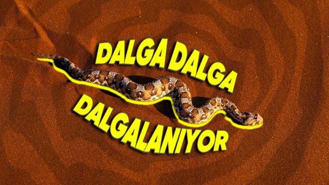 Yılanlar Neden Düz Bir Şekilde Gidemiyor da Kıvrım Kıvrım Kıvrılıyor? Hepsi Aynı Değil!