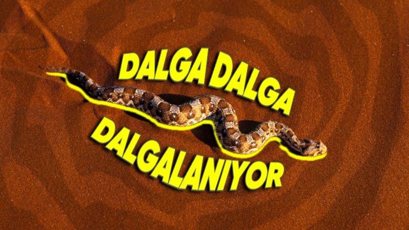 Yılanlar Neden Düz Bir Şekilde Gidemiyor da Kıvrım Kıvrım Kıvrılıyor? Hepsi Aynı Değil!