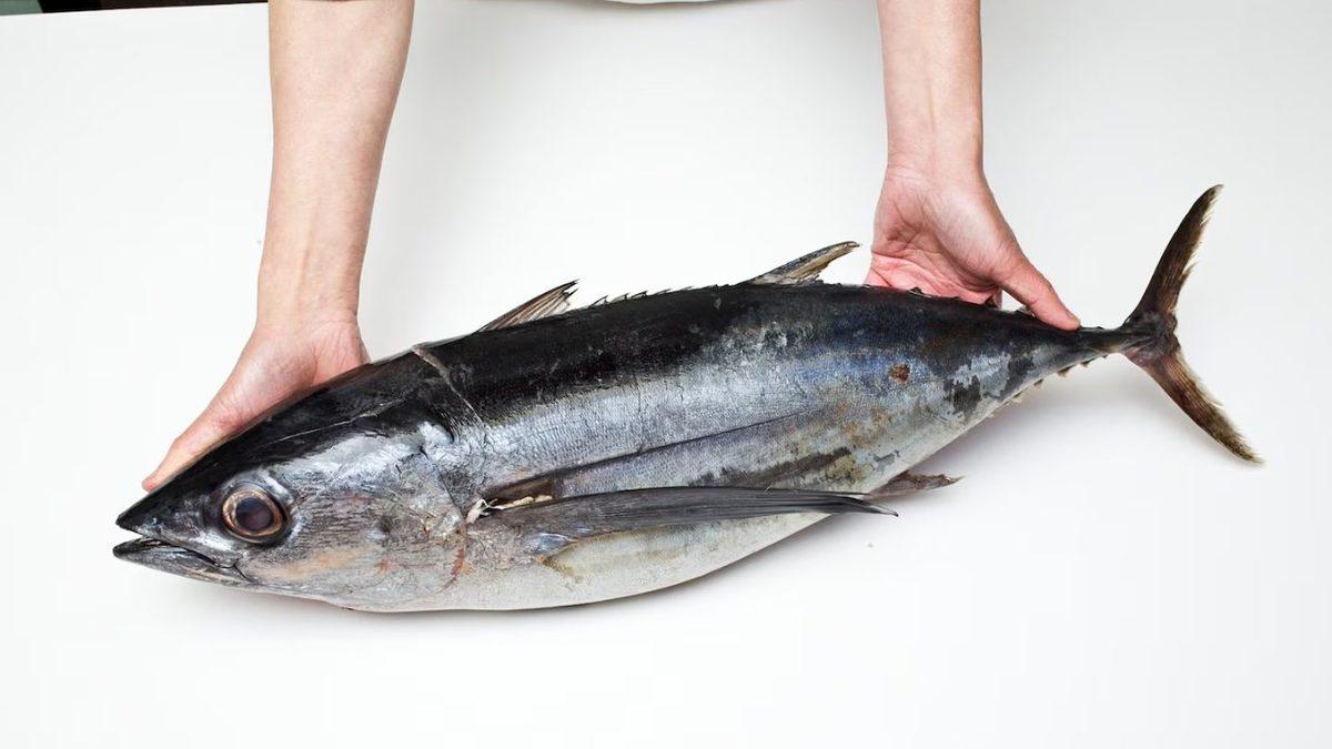 Tüketirken Bir Değil İki Kere Düşüneceksiniz: Ton Balıkları Neden Bu Kadar Yüksek Oranda Cıva İçerir?
