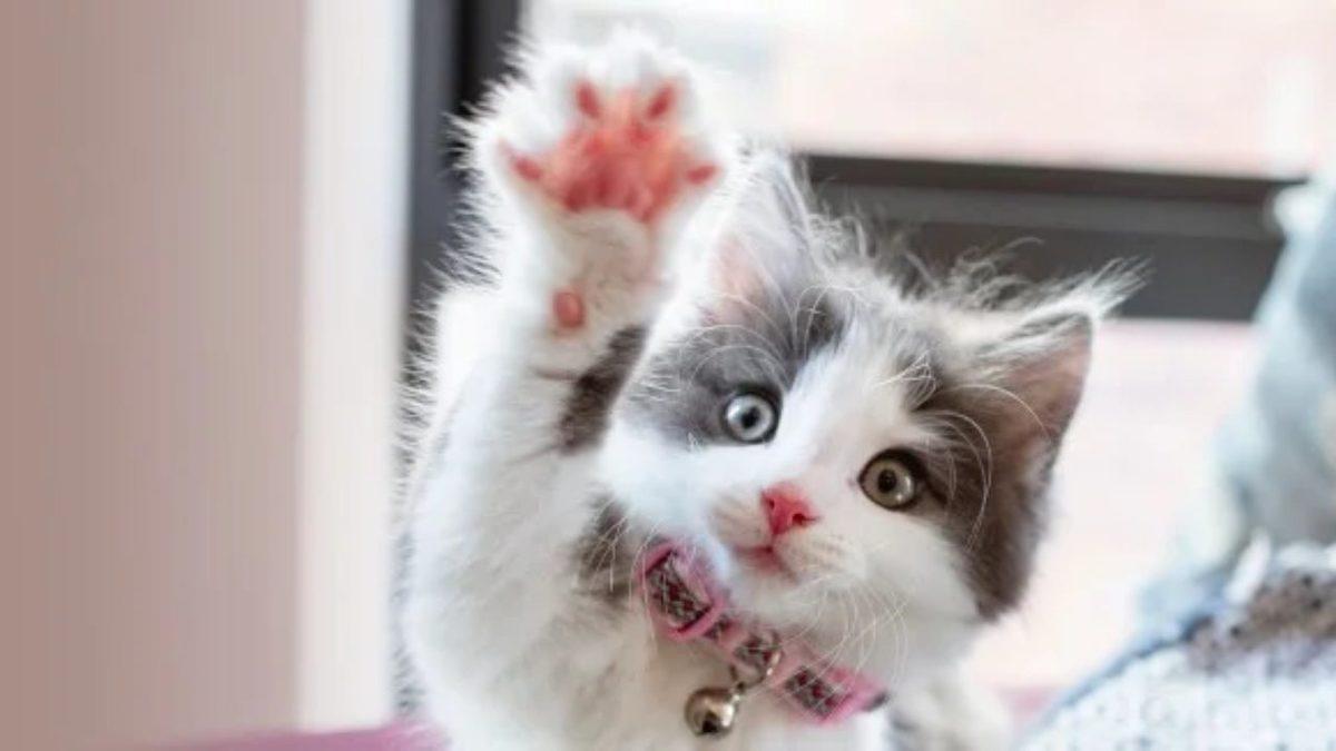 Kedinizle Çok Daha İyi İletişim Kurabilmek ve Onunla Anlaşabilmek İçin Yapmanız/Yapmamanız Gereken 5 Davranış