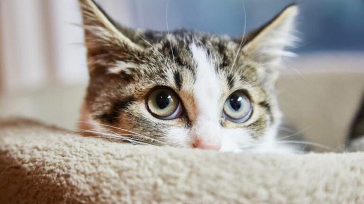 Kedinizle Çok Daha İyi İletişim Kurabilmek ve Onunla Anlaşabilmek İçin Yapmanız/Yapmamanız Gereken 5 Davranış