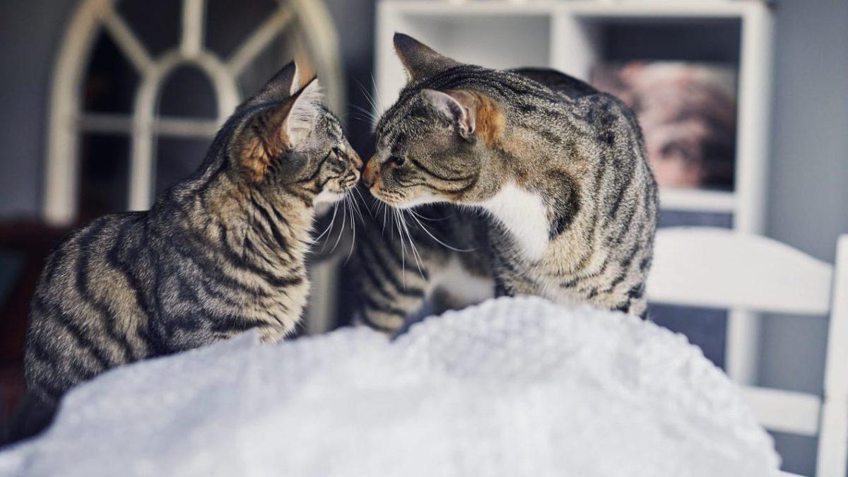 Kedinizle Çok Daha İyi İletişim Kurabilmek ve Onunla Anlaşabilmek İçin Yapmanız/Yapmamanız Gereken 5 Davranış