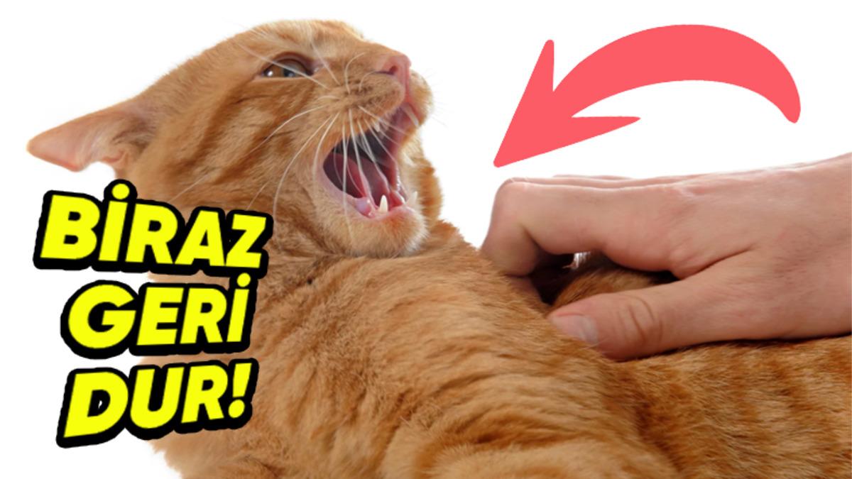 Kedinizle Çok Daha İyi İletişim Kurabilmek ve Onunla Anlaşabilmek İçin Yapmanız/Yapmamanız Gereken 5 Davranış