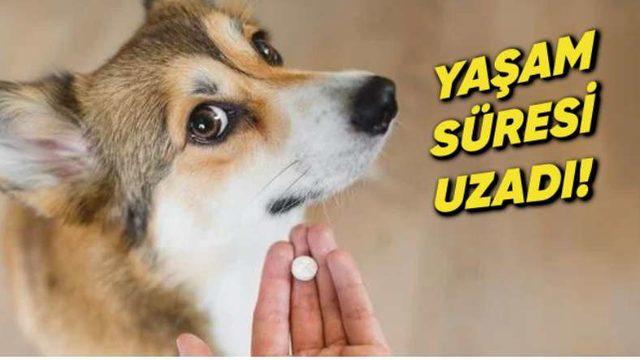 Yapılan Bir Araştırma Tansiyon İlacının Hayvanlarda Yaşam Süresini Uzatabileceğini Ortaya Çıkardı