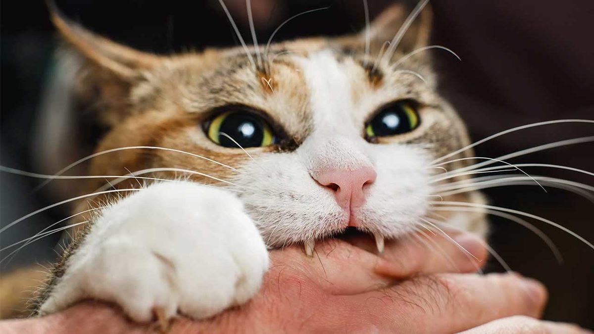 Kediler Neden Tam Siz Onları Severken Isırmaya Başlar? Size Söyledikleri Bir Şey Var!