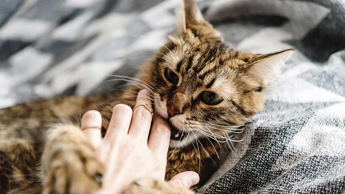 Kediler Neden Tam Siz Onları Severken Isırmaya Başlar? Size Söyledikleri Bir Şey Var!