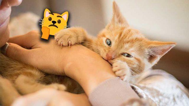 Kediler Neden Tam Siz Onları Severken Isırmaya Başlar? Size Söyledikleri Bir Şey Var!