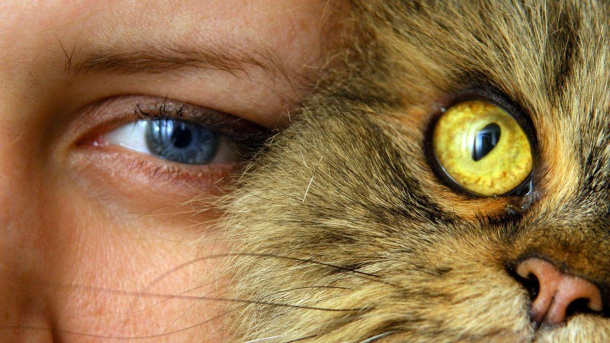 Psikolojiden İnsan İlişkilerine: Kedi Sahiplenmek, Bilimsel Açıdan Hangi Avantajları Beraberinde Getiriyor?