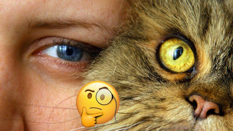 Psikolojiden İnsan İlişkilerine: Kedi Sahiplenmek, Bilimsel Açıdan Hangi Avantajları Beraberinde Getiriyor?