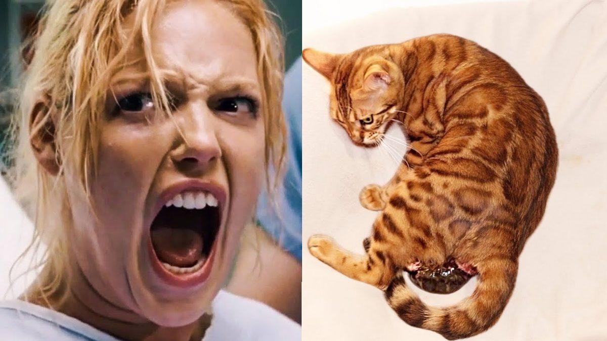 İnsanlar Doğum Yaparken Çığlık Çığlığa Bağırırken Hayvanlar Nasıl Sessiz Sedasız Doğum Yapıyor?