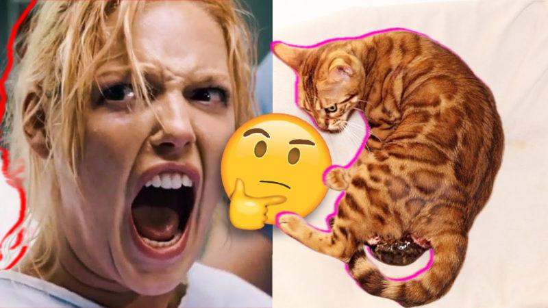 İnsanlar Doğum Yaparken Çığlık Çığlığa Bağırırken Hayvanlar Nasıl Sessiz Sedasız Doğum Yapıyor?