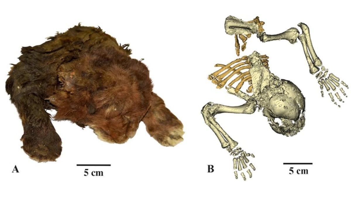 Donmuş Topraklarda 35.000 Yıl Önce Mumyalanan, Kılıç Dişli Yavru Kedi İle Tanışın: Peki Hangi Özelliklere Sahip?