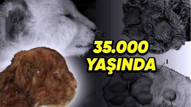 Donmuş Topraklarda 35.000 Yıl Önce Mumyalanan, Kılıç Dişli Yavru Kedi İle Tanışın: Peki Hangi Özelliklere Sahip?
