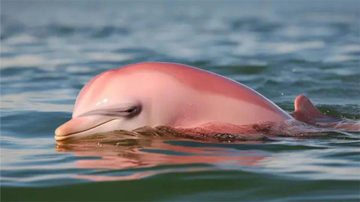 Bizim İçin Vazgeçilmez Olan Uykunun O Kadar da Elzem Olmadığı 5 Hayvan (Farklı Şekilde Dinleniyorlar)